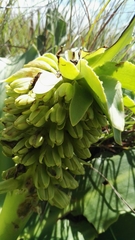 Eucomis autumnalis clavata