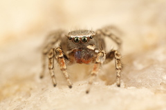 Habronattus altanus