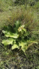 Eucomis autumnalis clavata