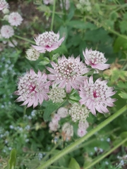 Astrantia major