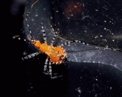 Pselliopus cinctus