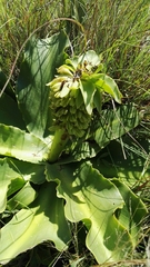 Eucomis autumnalis clavata