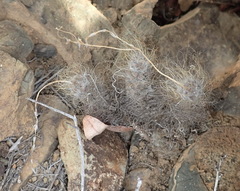 Anacampseros albidiflora