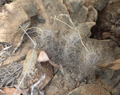 Anacampseros albidiflora