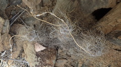 Anacampseros albidiflora