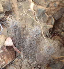 Anacampseros albidiflora