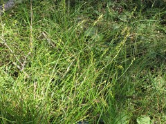 Carex divulsa divulsa