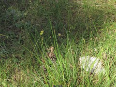 Carex divulsa divulsa