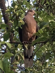 Streptopelia orientalis orientalis