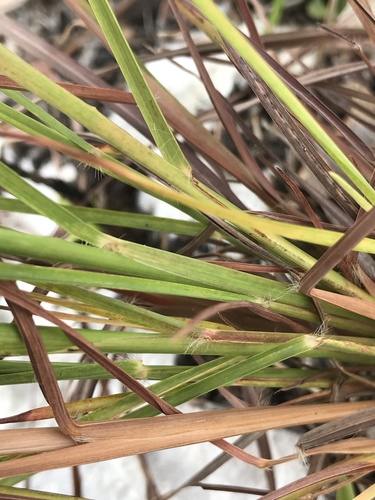 Schizachyrium sanguineum