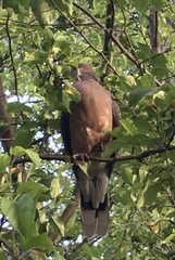 Streptopelia orientalis orientalis