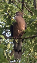 Streptopelia orientalis orientalis