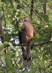Streptopelia orientalis orientalis