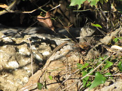 Algyroides moreoticus