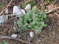 Marrubium supinum