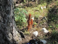 Orobanche haenseleri