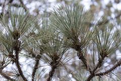 Pinus coulteri