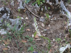 Anarrhinum laxiflorum