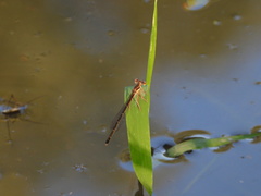 Platycnemis phyllopoda