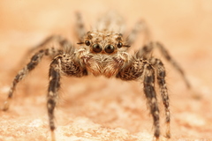 Platycryptus arizonensis