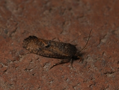 Acrolophus kearfotti