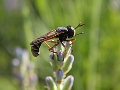 Physocephala rufipes