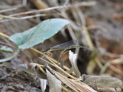 Platycnemis phyllopoda