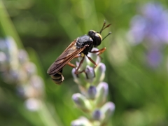 Physocephala rufipes