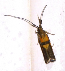 Tisis helioclina