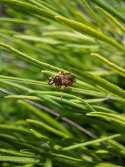 Epeoloides coecutiens