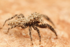 Platycryptus arizonensis
