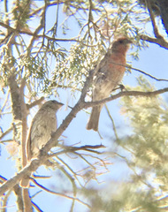 Haemorhous mexicanus