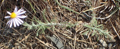 Felicia hirsuta