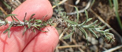 Felicia hirsuta