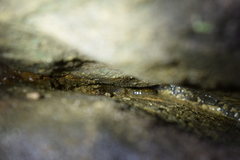 Desmognathus abditus