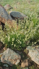 Silene jeniseensis