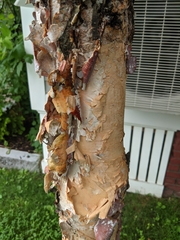 Betula nigra