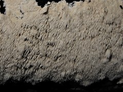 Dentipellicula leptodon