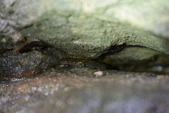 Desmognathus abditus