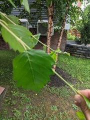 Betula nigra