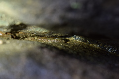 Desmognathus abditus