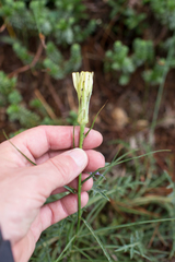 Scorzonera angustifolia