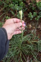 Scorzonera angustifolia