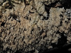 Dentipellicula leptodon