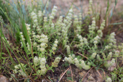 Sideritis hirsuta