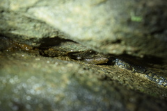 Desmognathus abditus