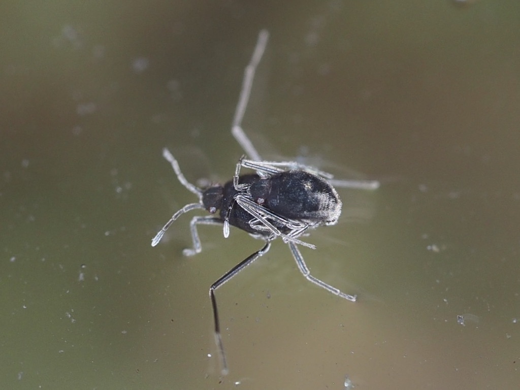 Halovelia septentrionalis