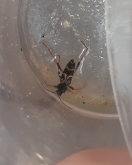 Xylotrechus antilope