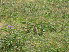 Spermophilus citellus