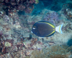 Acanthurus nigricans